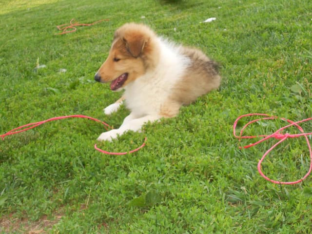 Affordable Collie Puppies media 10