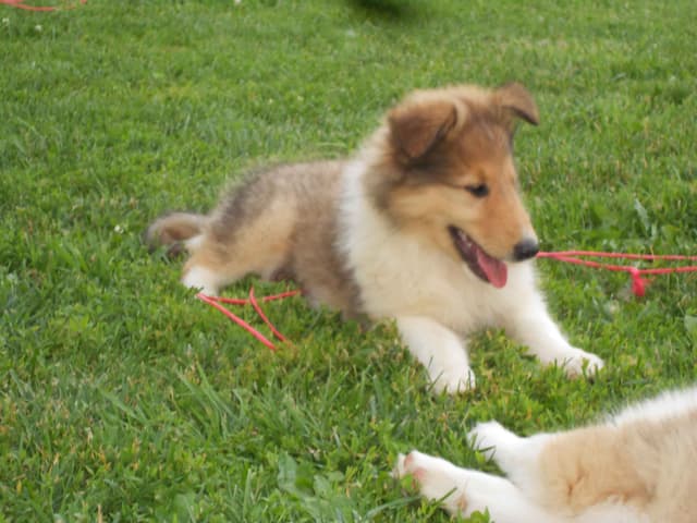 Affordable Collie Puppies media 12