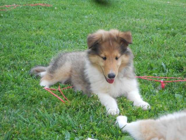 Affordable Collie Puppies media 13