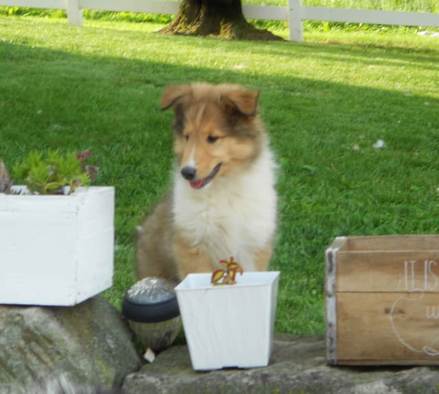 Affordable Collie Puppies media 14