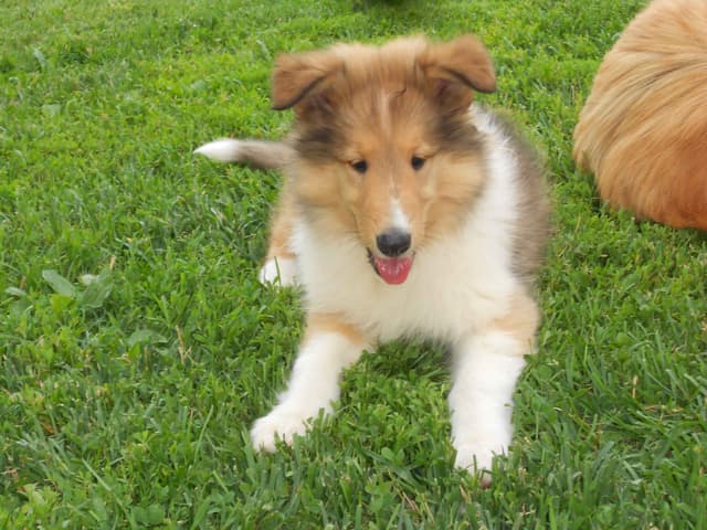 Affordable Collie Puppies media 15