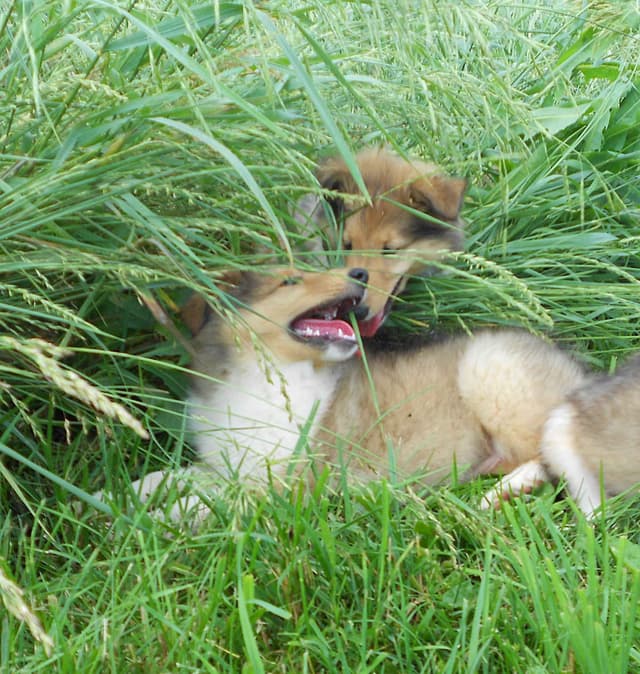Affordable Collie Puppies media 16