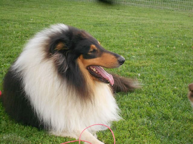 Affordable Collie Puppies media 17
