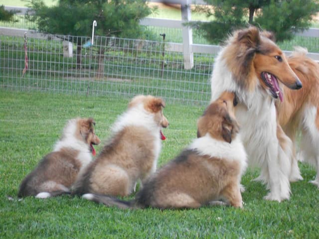 Affordable Collie Puppies media 18
