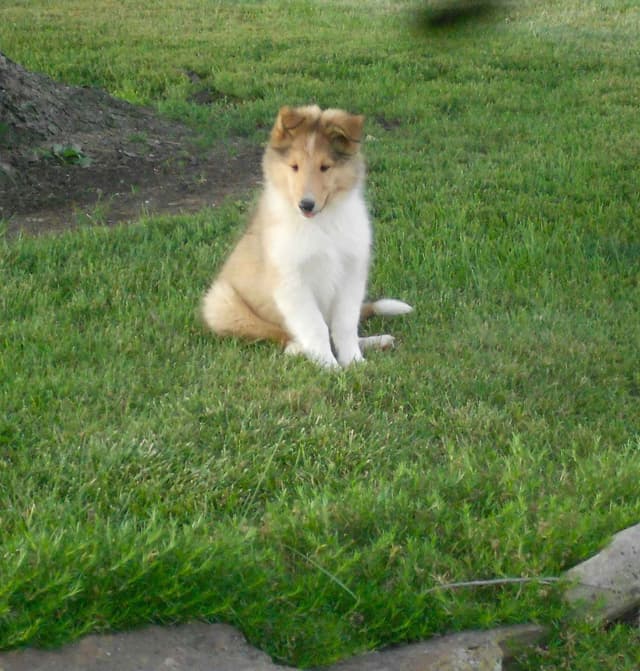 Affordable Collie Puppies media 20