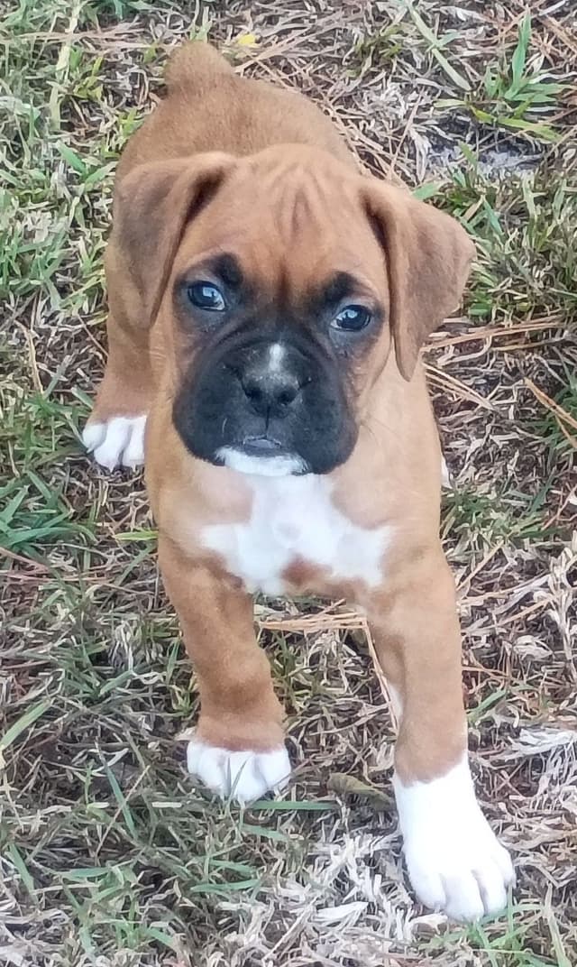 Boxer Puppies media 2