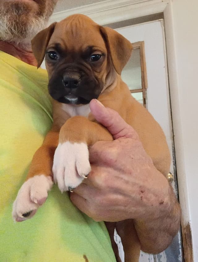 Boxer Puppies media 3