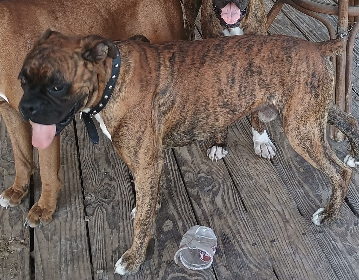 Boxer Puppies breeder image 2