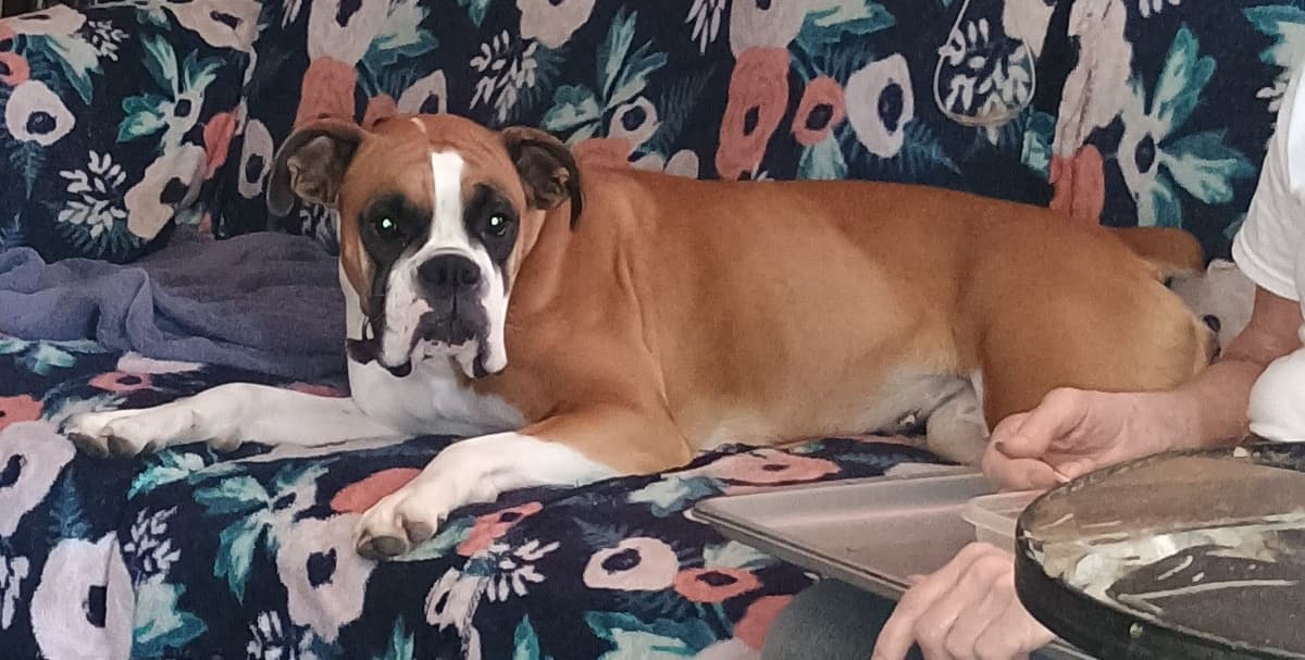 Boxer Puppies breeder image 8