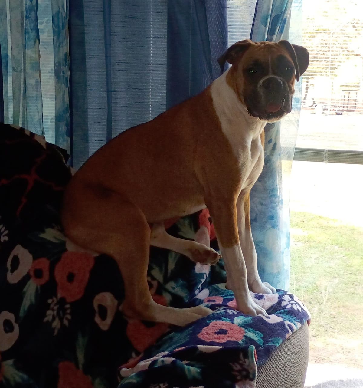 Boxer Puppies breeder image 9