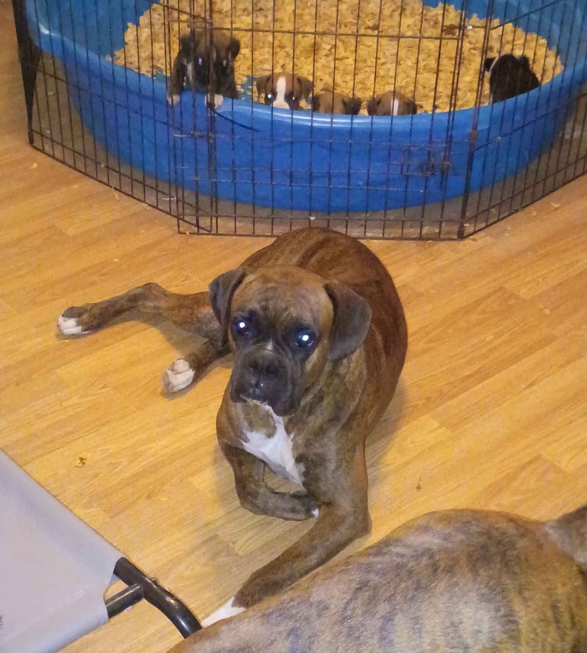 Boxer Puppies breeder image 3