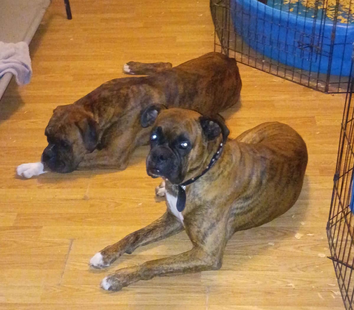 Boxer Puppies breeder image 7