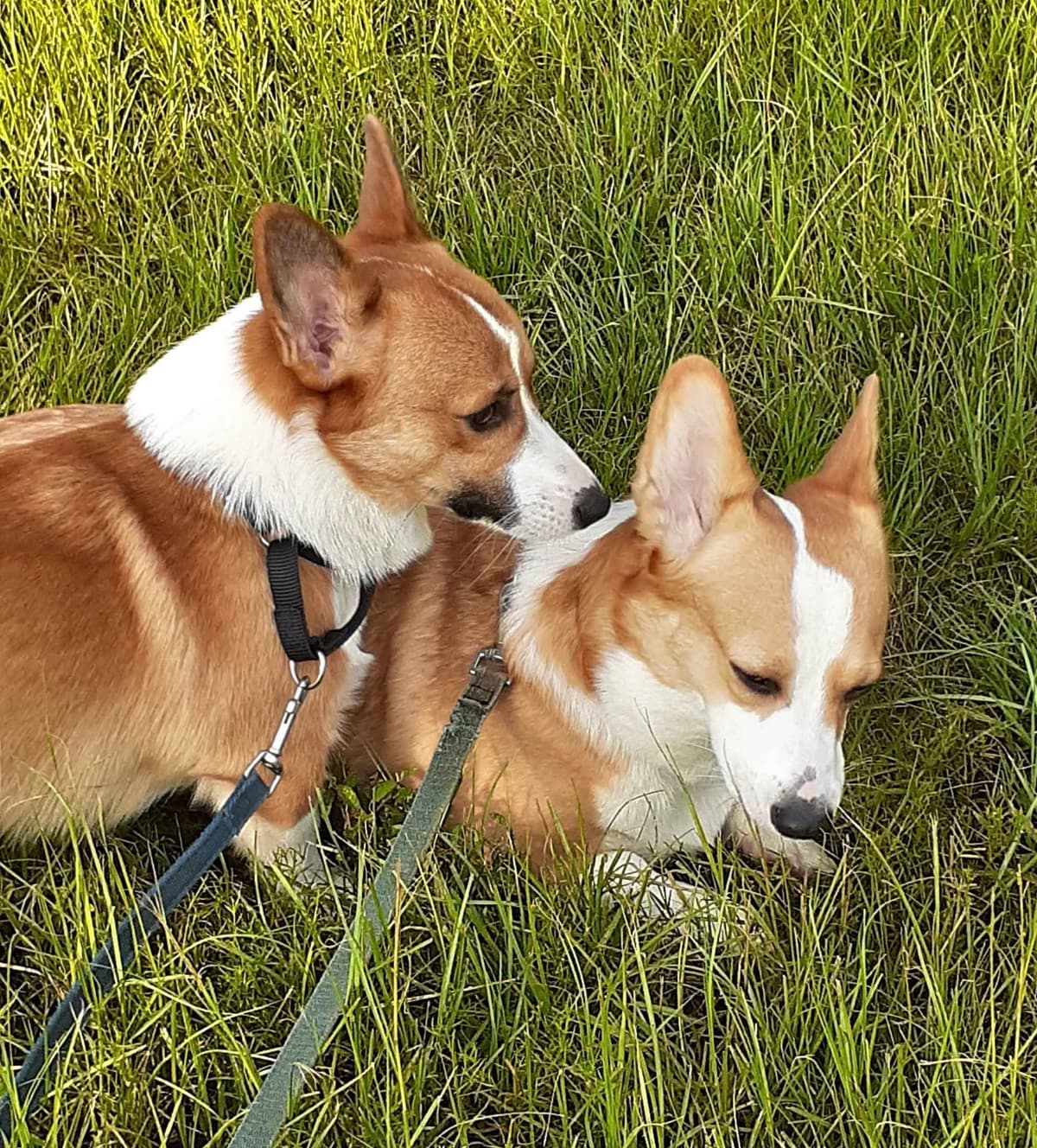Pembroke Welsh Corgi breeder image 1