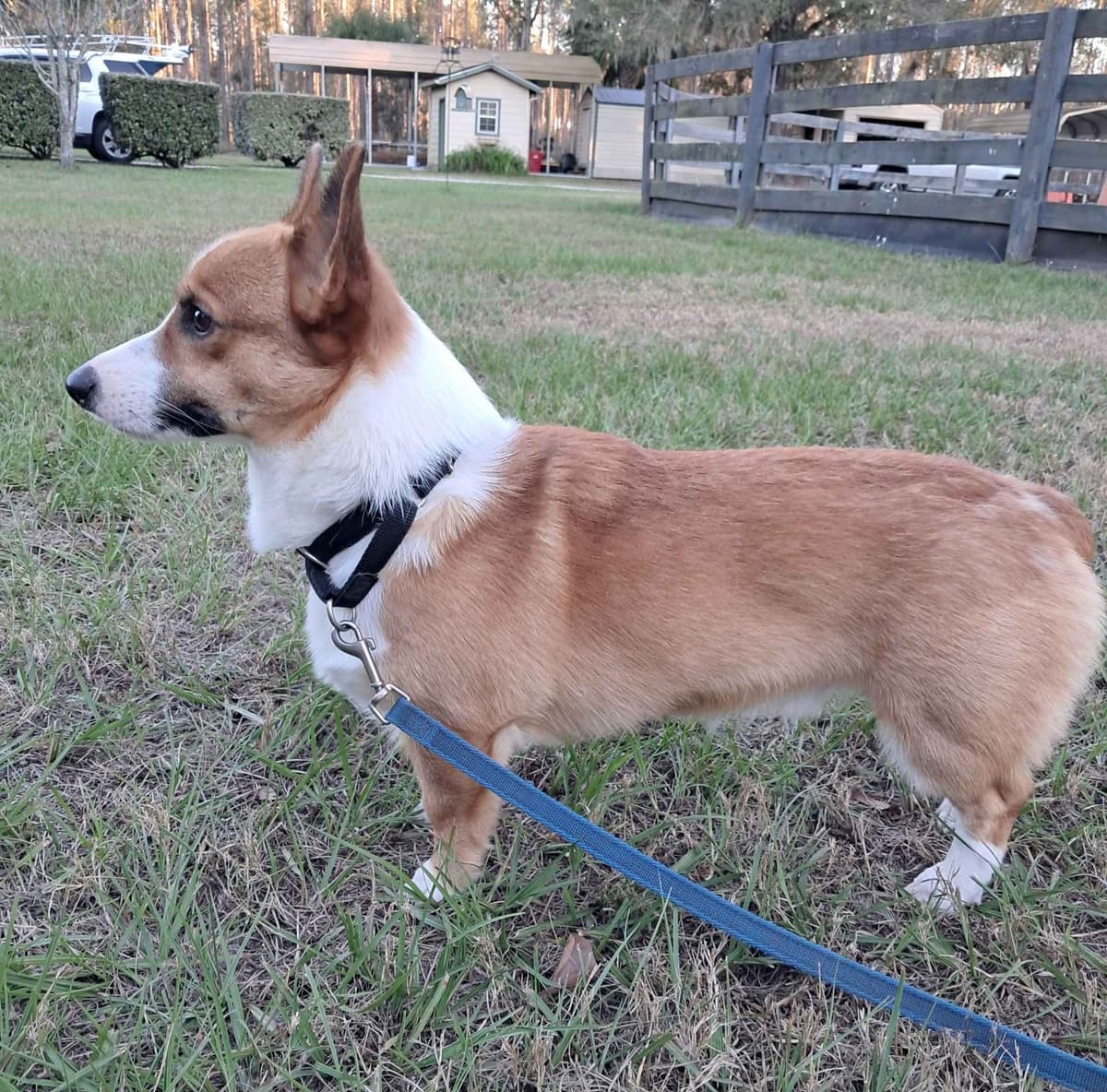 Pembroke Welsh Corgi breeder image 2
