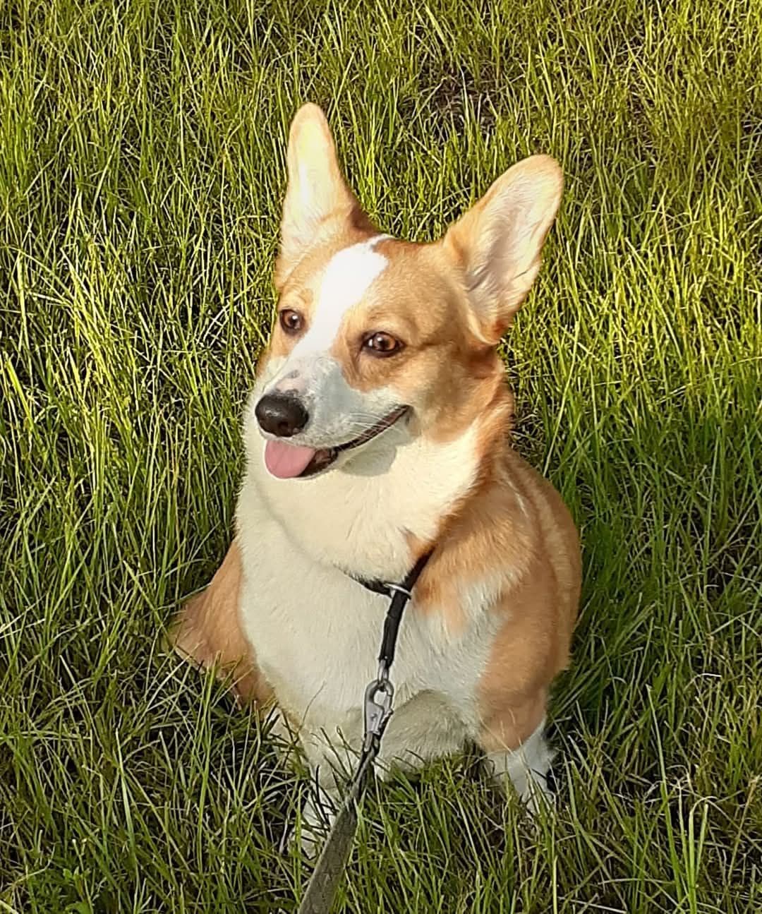 Pembroke Welsh Corgi breeder image 3