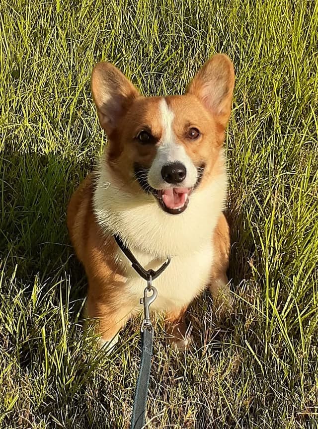 Pembroke Welsh Corgi media 10