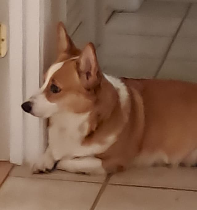 Pembroke Welsh Corgi media 9