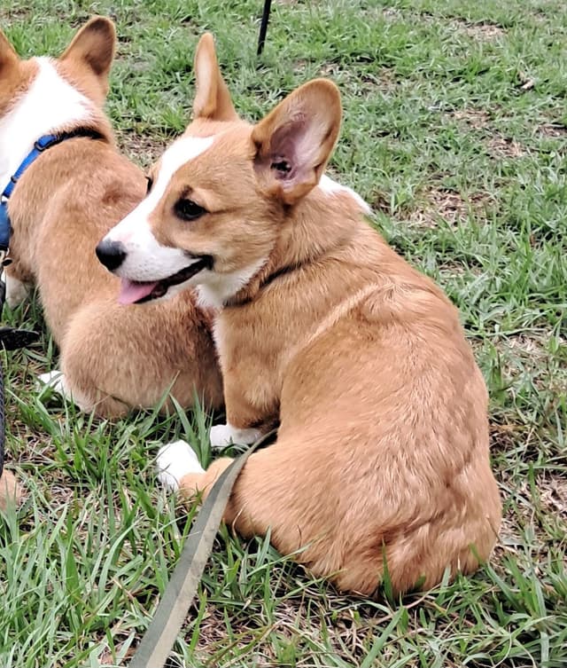 Pembroke Welsh Corgi media 3