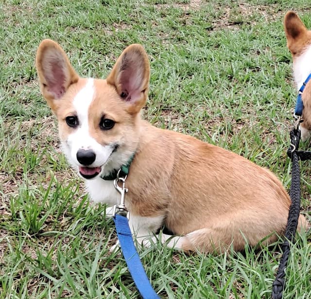 Pembroke Welsh Corgi media 7