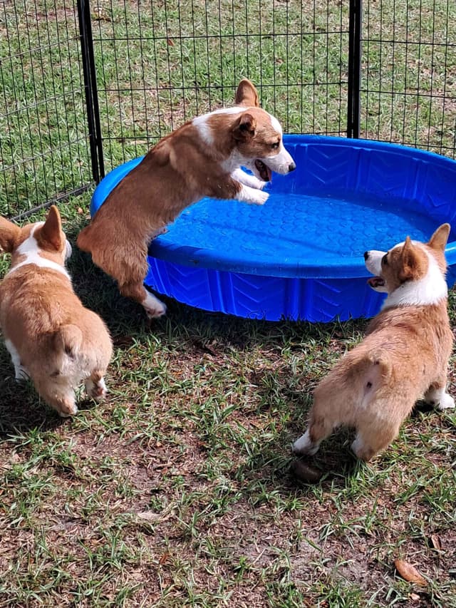 Pembroke Welsh Corgi media 8