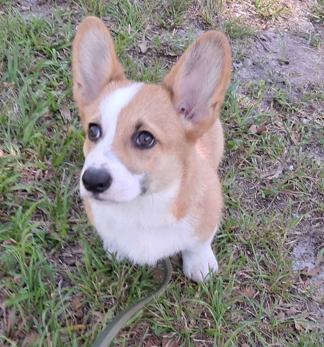 Pembroke Welsh Corgi media 6