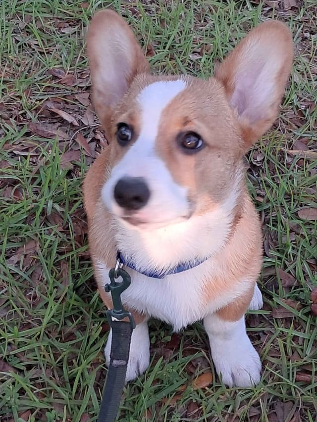Pembroke Welsh Corgi media 4