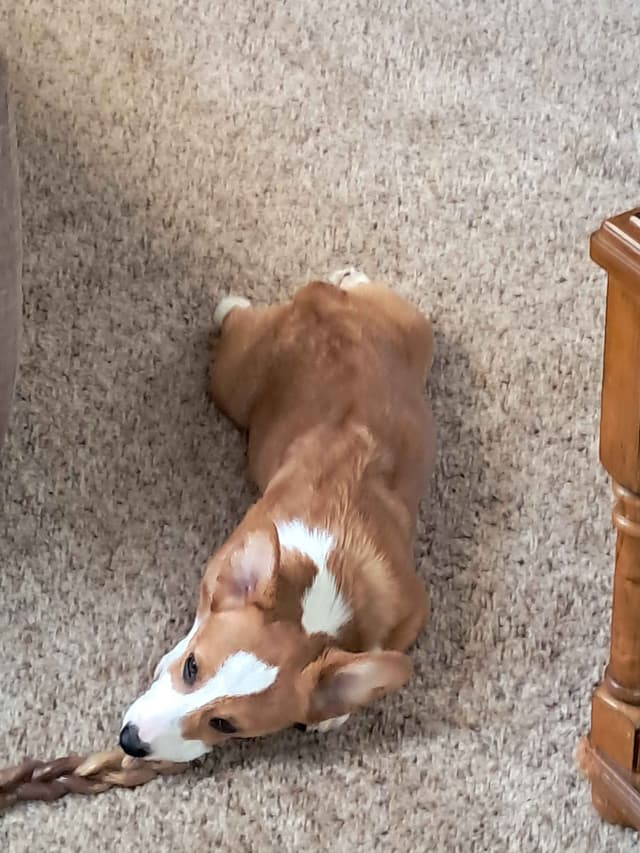 Pembroke Welsh Corgi media 5