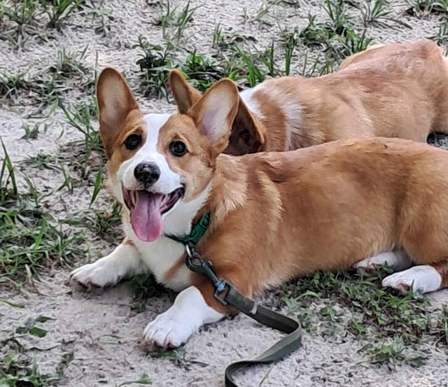 Pembroke Welsh Corgi media 2