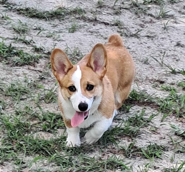 Pembroke Welsh Corgi media 11