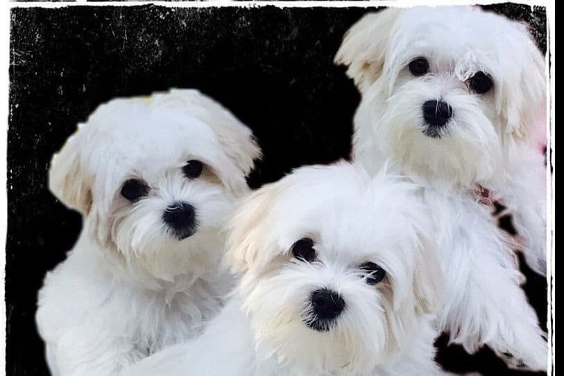 Maltese Puppies breeder image 1