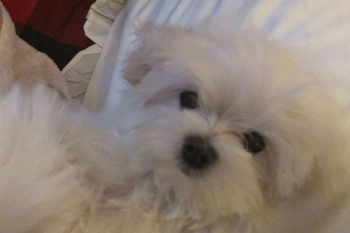 Maltese Puppies breeder image 3