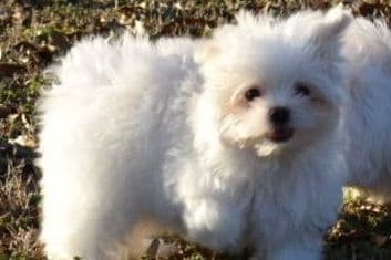 Maltese Puppies breeder image 2