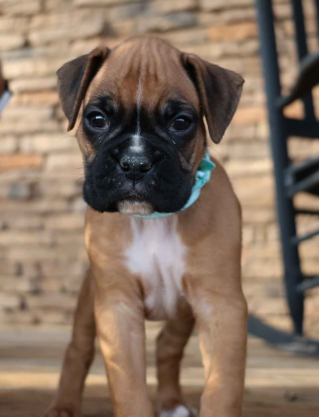 Boxer Puppies media 2