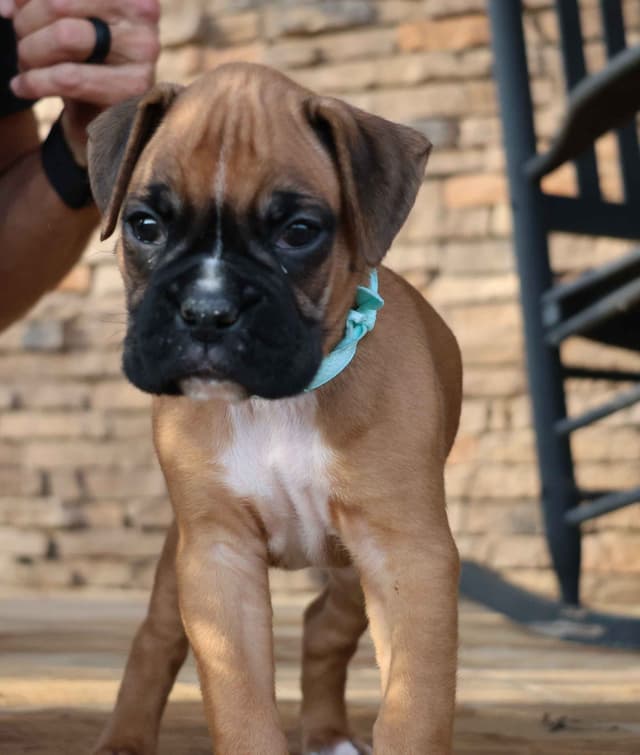 Boxer Puppies media 3