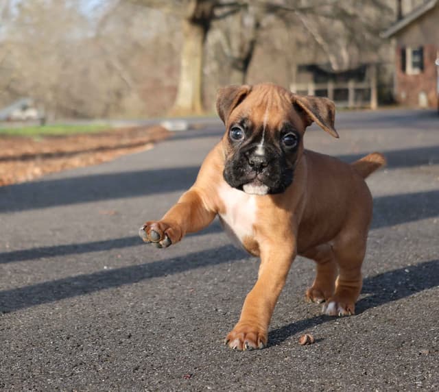 Boxer Puppies media 4