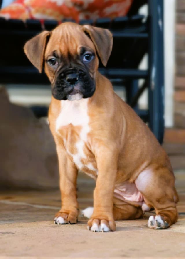Boxer Puppies media 6