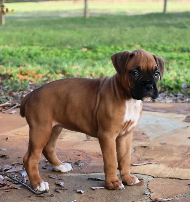 Boxer Puppies media 7