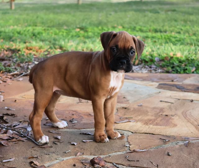 Boxer Puppies media 10