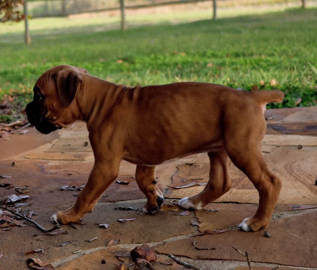Boxer Puppies media 11