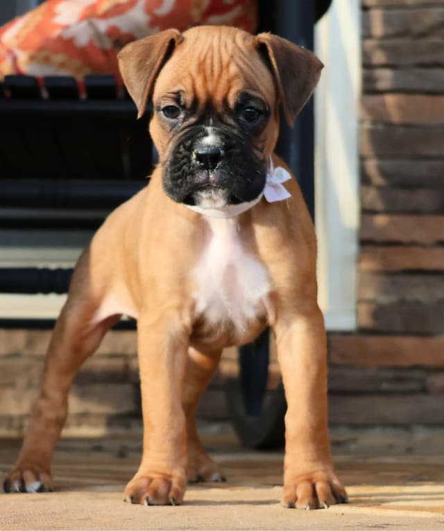 Boxer Puppies media 12