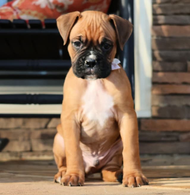 Boxer Puppies media 13