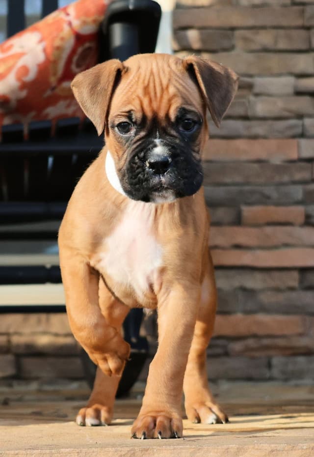 Boxer Puppies media 14