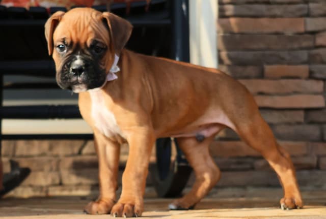 Boxer Puppies media 15