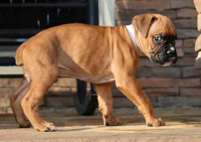 Boxer Puppies media 16