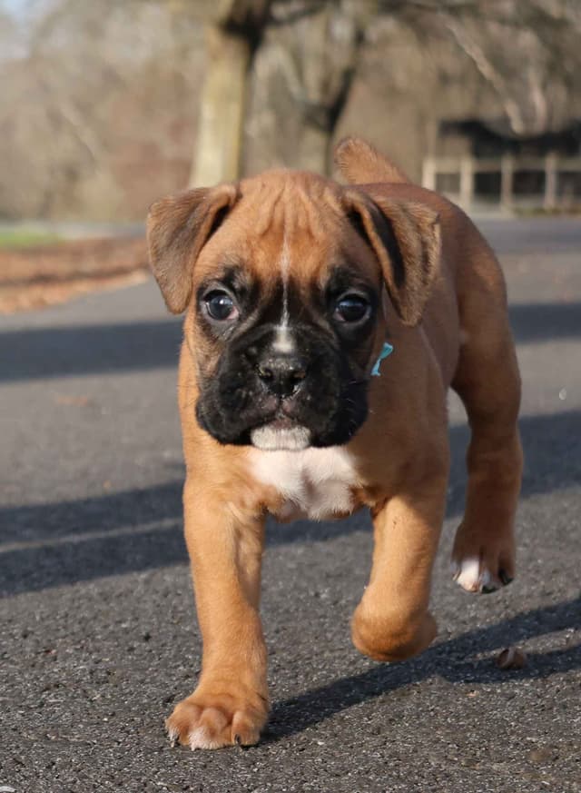 Boxer Puppies media 17