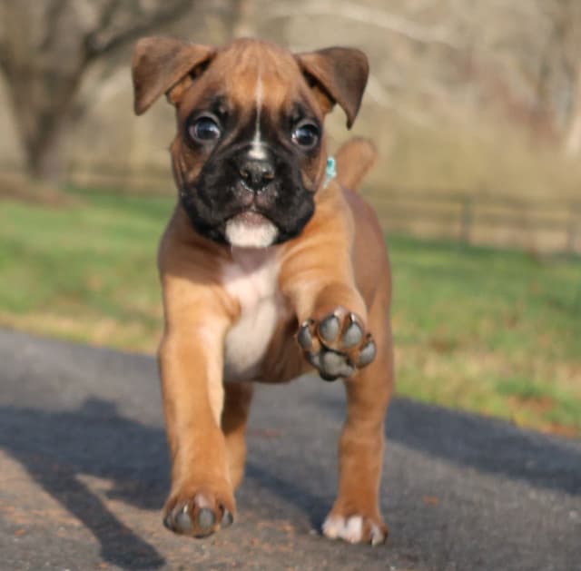 Boxer Puppies media 18
