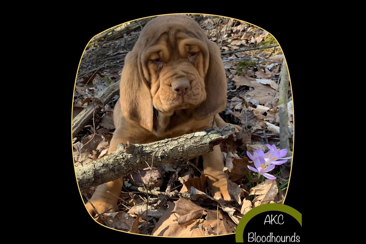 Bloodhound Puppies breeder image 4