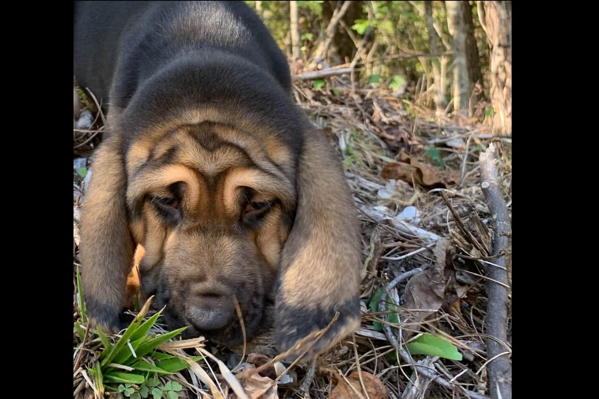 Bloodhound Puppies breeder image 6