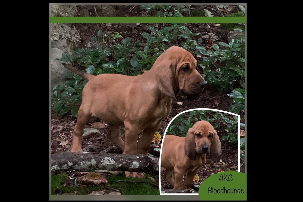 Bloodhound Puppies breeder image 1