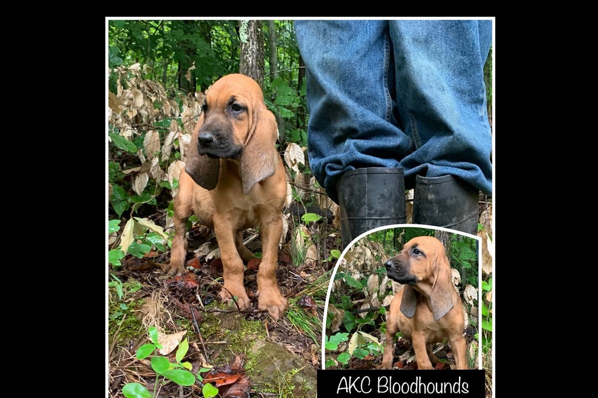 Bloodhound Puppies breeder image 5